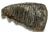 Fossil Woolly Mammoth Molar - Siberia #260003-1